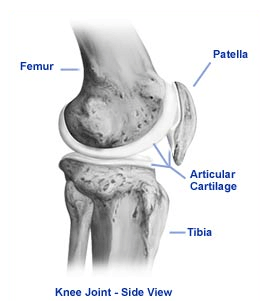 What is Cartilage?